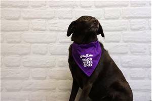 Booster Juice Dog Bandanas